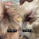 방주동물병원(출장전문) | [멍즈니랜드] 김해 대형견 출장미용&amp;목욕 골든리트리버 출장목욕 스트레스 없는 힐링 목욕과정