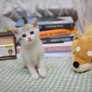 대구고양이분양 나비캣 이미지