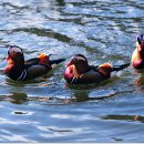 원앙농장 이미지