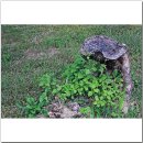 그루터기 이미지