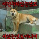 Re:짤방이란? 이미지