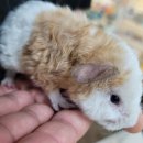 로던트클럽 화정 본점 이미지