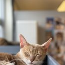 모여봐요 고양이 카페 이미지