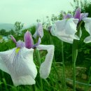 오늘 4월 17일의 꽃말은 -- 독일 창포 ( German Iris ) -- 입니다 이미지