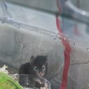 이봄 | [골든햄스터 입양후기] 이봄& 지우주 두마리의 성장과정🐹🐭