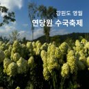 영월 동서강정원 연당원 수국축제 후기