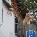 꿈꾸는 고양이 이미지