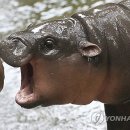 HIPPO 이미지