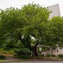 [고규홍의 큰 나무 이야기]전쟁의 참상 기억하는 ‘평화의 나무’ 이미지