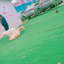 도그라운드 이미지