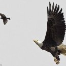 독수리 이미지