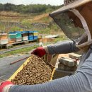 (제로페이) 진하고 품질좋은 천연벌꿀. 로얄제리. 프로폴리스 판매 이미지