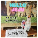 알파카 펜션 | 둘이 제주도 여행 가볼만한 곳 한담공원 해변 도치돌 알파카목장 통나무파크 펜션 다녀온 내돈내산 후기