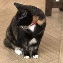 다락방고양이 이미지