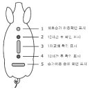 산자수 향상을 위한 핵심 포인트 - 피그앤포크 이미지