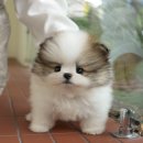 낼름&애견샵 이미지