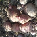 방치된 감자수확 이미지