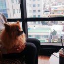 카페카벨