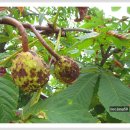 마로니에 이미지