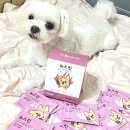 강아지 영양제 필바이펫 뉴스킨 피부염증 필름영양제