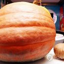 보은연합치과 연합뉴스