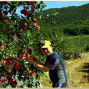 용천농원 이미지