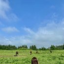 오성2목장 이미지