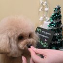 머즐(Muzzle) 이미지