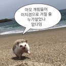 지화자 이미지