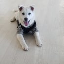 스타펫미팅 이미지