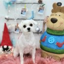 그루밍_light 이미지