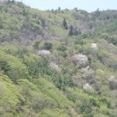 팔공사슴농장 이미지