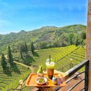 보성애견 이미지