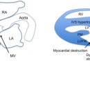 샤인고양이메디컬센터 이미지
