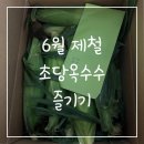 맘스팜 - 강동구 | 6월 제철인 초당옥수수 처음 즐기기