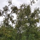 개좌골 추어탕 이미지