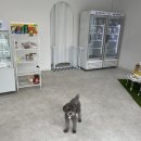 멍멍미식회 이미지