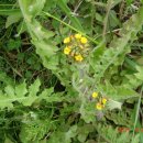 옛날보리집 이미지