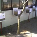 군자초교 이미지