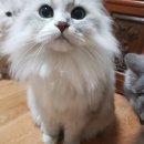 최광호동물병원 이미지