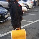 순도리네애견 이미지