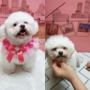 뽀송이네