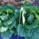 춘천농장 이미지