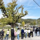 무정면 은행나무 축제 이미지