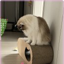 나폴리 회관 이미지