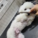 개꿀이발소 이미지