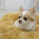 더도그맨션 이미지