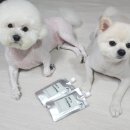 펫츠 퀴진 이미지