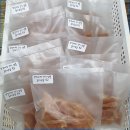 쪼꼬미앙 이미지