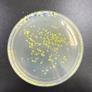 (주)퓨전바이오 | [비긴랩]바이오제약 취업캠프3주차 후기